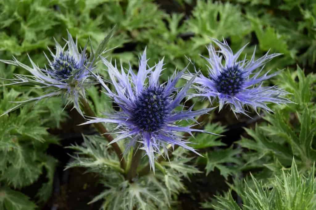 Eryngium x zabelii 'Big Blue' ---